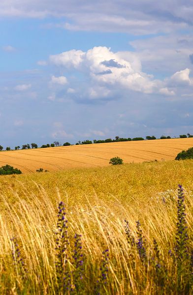 Sommerlandschaft von Thomas Jäger