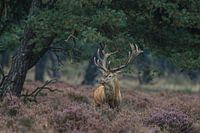 Red deer