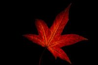 L'automne en un souffle