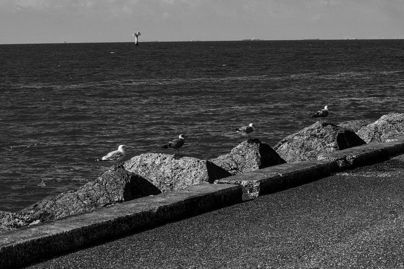 Die Möwen auf der Hafenmole von IJmuiden. von Zaankanteropavontuur