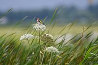 Goldfinch on umbellifer