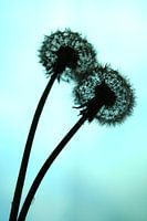 Dandelions in backlight