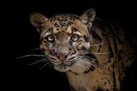 Léopard brumeux (fond noir).