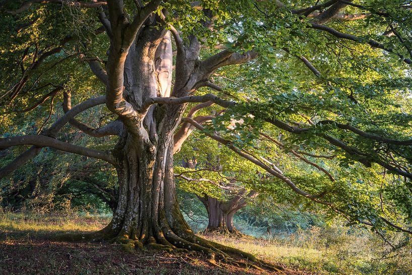 Fairy tale Rhön beech by Jürgen Schmittdiel Photography