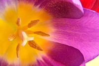 Close up of a purple-yellow tulip with pistil and stamen