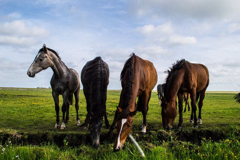 Horses by Brian Morgan