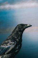 Corneille sur le rivage - gros plan minimaliste