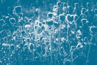 uitgebloeid in blauw