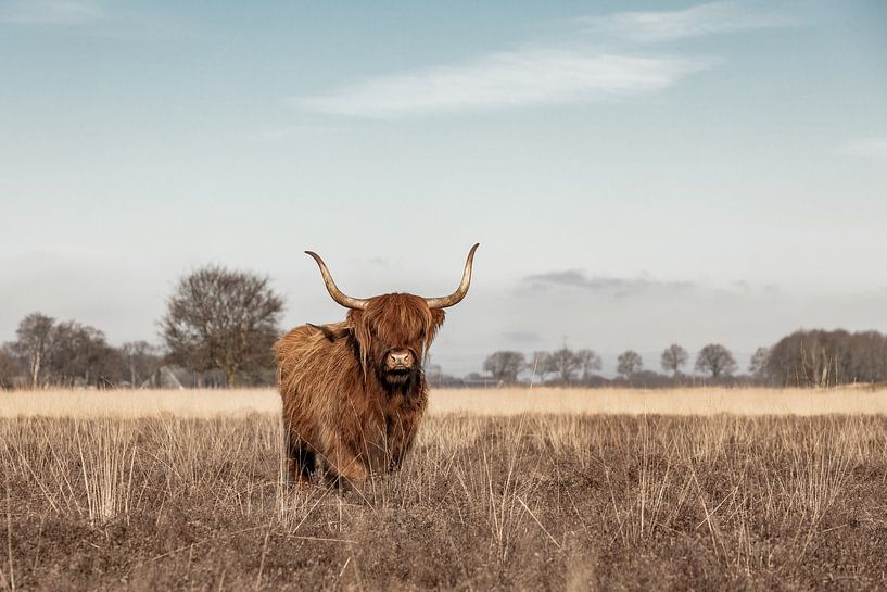 Schottische Highlander-Kuh auf der Heide von KB Design & Photography (Karen Brouwer)