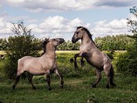 Wilde konikpaarden