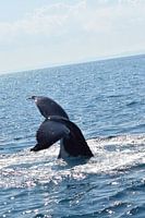 Staart speelse walvis boven water