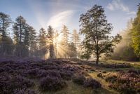 Bezauberndes Morgenlicht in der Loenermark, Veluwe