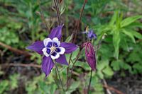 Akelei, bloem, flower