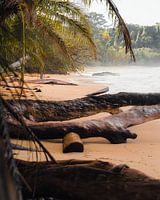 Trees on the beach in Caribbean Panama
