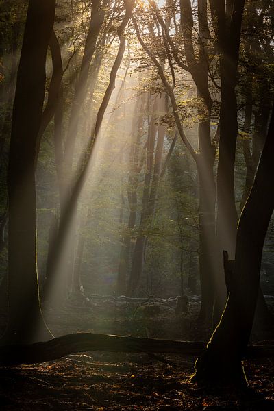 The forest of dancing trees by Evert Jan Kip