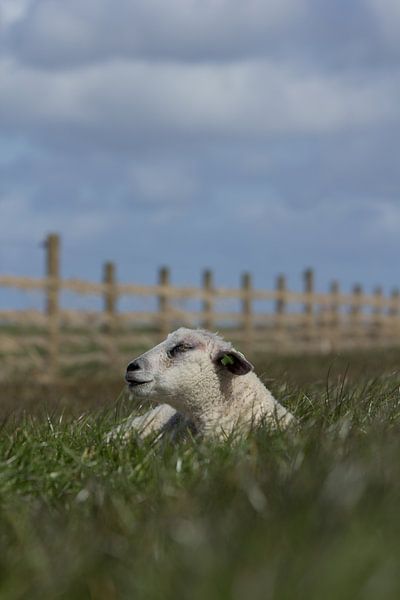 Lamm von Marianne Henstra
