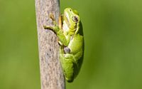 tree frog in drenthe4