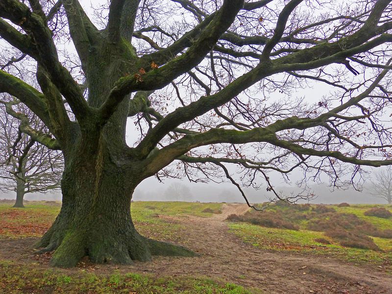 Alte Eiche (Alte große Eiche) von Caroline Lichthart