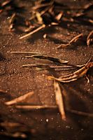 Glimmende ochtend glorie