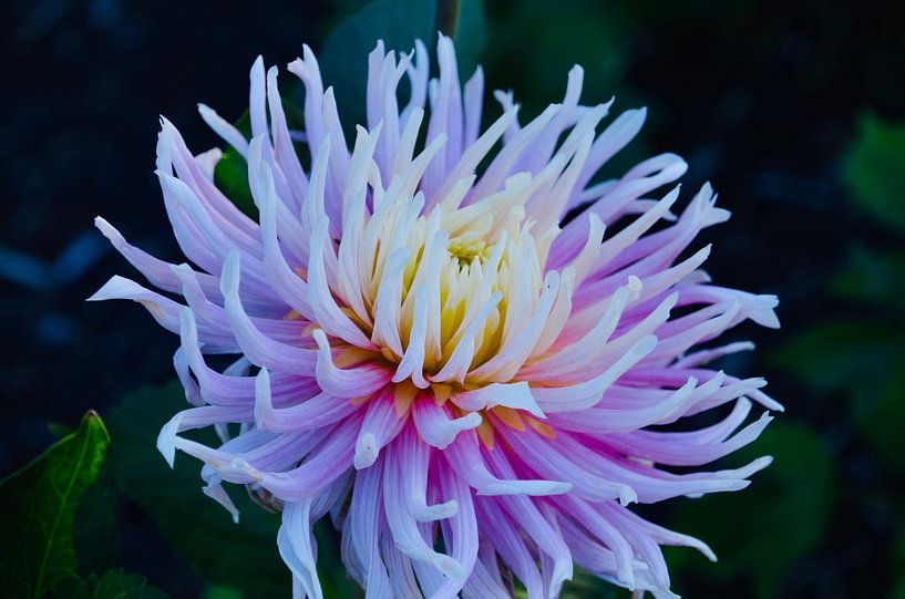 Gorgeous Purple Delight Cactus Dahlia by Through Kristels Lens