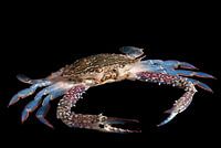Crabe nageur bleu
