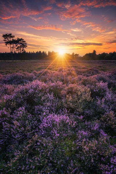 Heath den Treek by Albert Dros