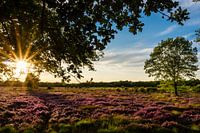 Flowering heathland on the Balloërveld