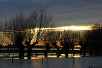 Wilgen in hoog water.