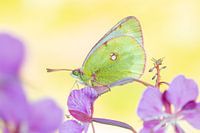 Bergluzernevlinder, Mountain Clouded Yellow, Colias phicomone