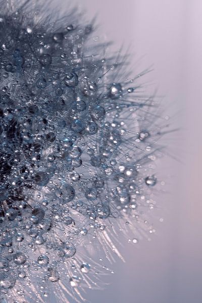 dandelion by Huub Reijnders