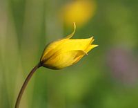 Wilde Waldtulpe, die nach der Sonne greift.