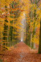 Herbst im Wald