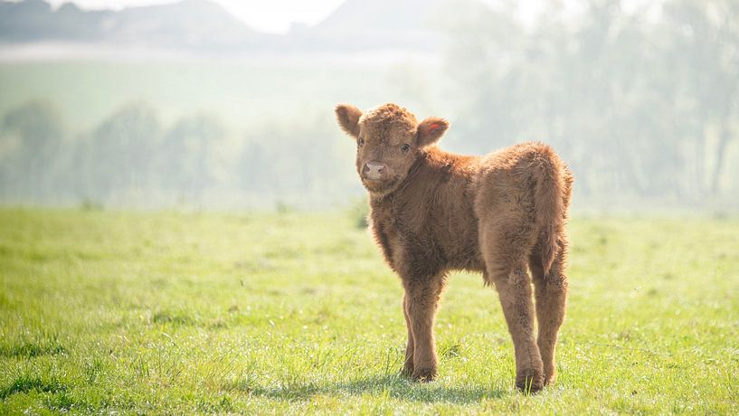 Scottish Highlander baby... by Ans Bastiaanssen