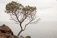Baum am Meer