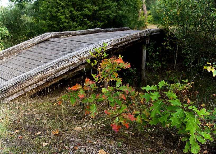 Holzbrücke mit Herbstfarben von joyce kool