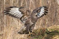 Bussard breitet seine Flügel aus
