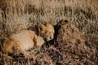 Cub lying comfortably in the morning sun | Safari | Travel Photography Tanzania | Serengeti National