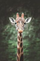 Close-up portrait Giraffe
