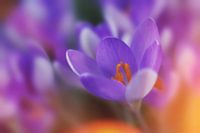 Spring flower in colourful setting