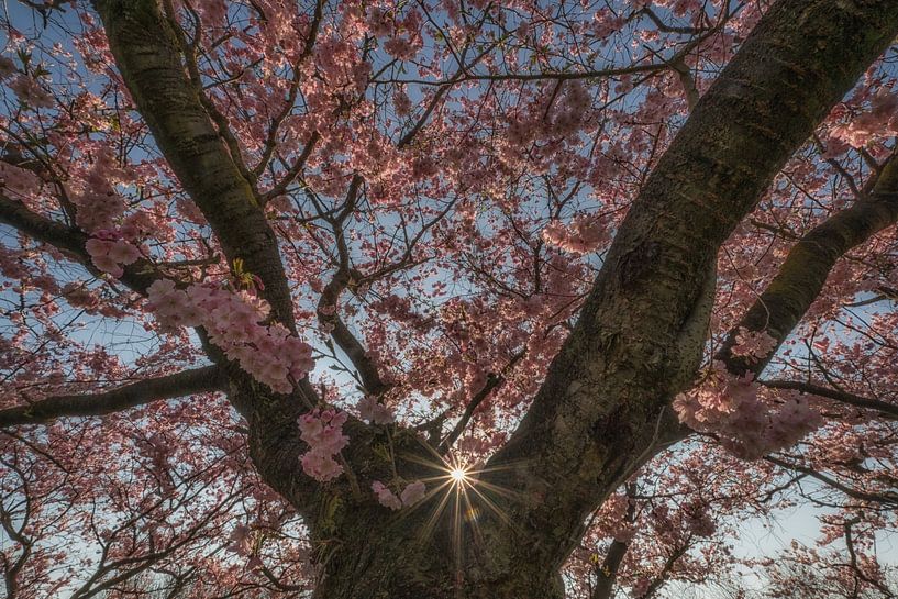 Arbre plein de fleurs par Moetwil en van Dijk - Fotografie