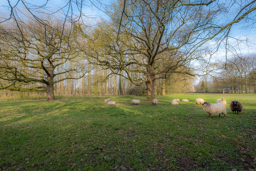 Schapen Landgoed Soelen von Moetwil en van Dijk - Fotografie