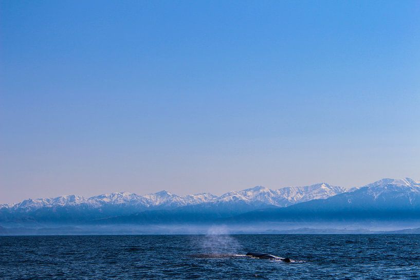 Walvis in de winter von Marko de Jong