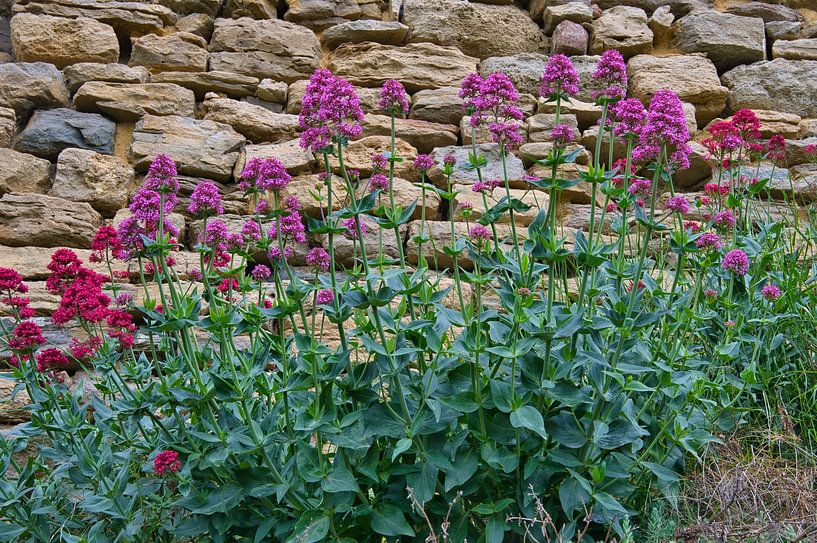 Frühlingsblumen in Frankreich von Tanja Voigt