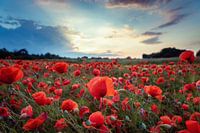 Mon fleurit en été