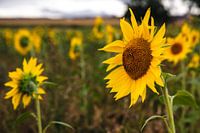 Sunflower at the edge of the field