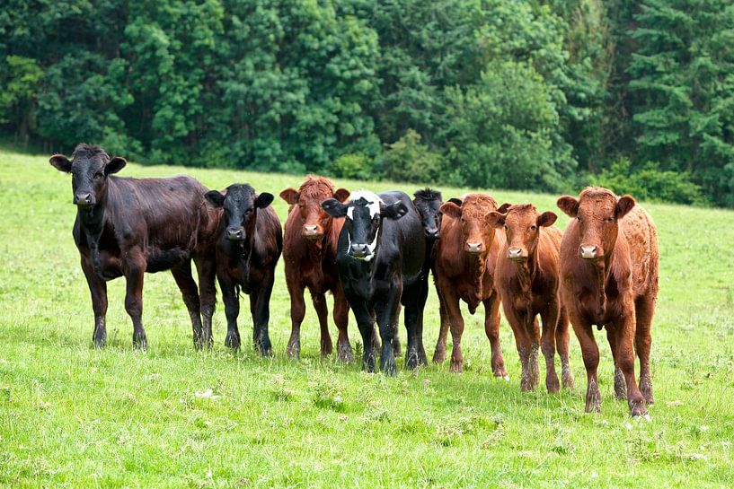 Wales Kühe auf der Wiese von Rene du Chatenier