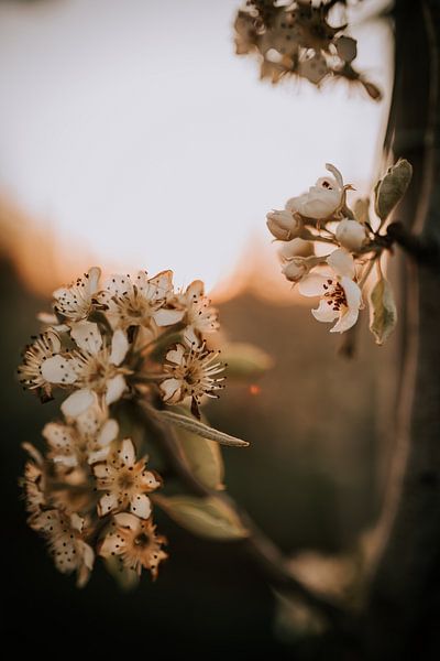 The beauty of pear blossom by Monique Peters