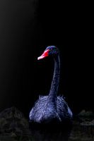 Black swan