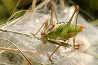 Sprinkhaan gevangen