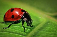 Ladybird on the Spring Green